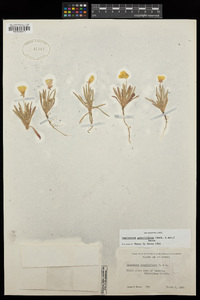 Tetrapteron graciliflorum image
