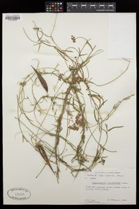 Funastrum cynanchoides image