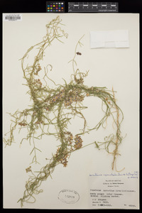 Funastrum cynanchoides image