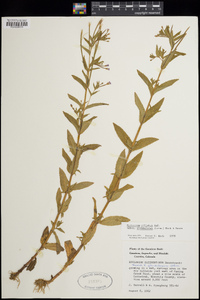 Epilobium ciliatum subsp. glandulosum image