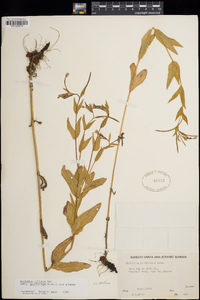 Epilobium ciliatum image