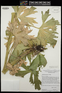 Delphinium glaucum image