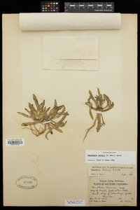 Tetrapteron palmeri image