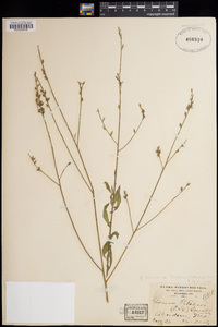 Image of Oenothera filiformis