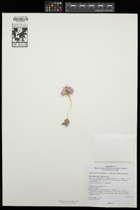Allium atrorubens var. cristatum image