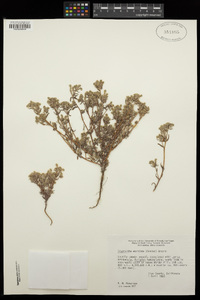 Cryptantha maritima image