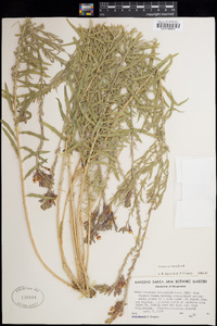 Oenothera suffrutescens image