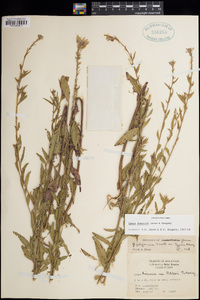 Image of Oenothera demareei
