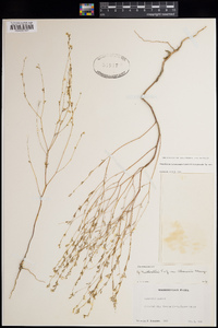 Gayophytum heterozygum image