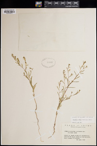 Gayophytum diffusum subsp. diffusum image