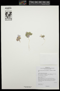 Nama aretioides var. multiflora image