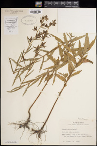 Ludwigia hirtella image