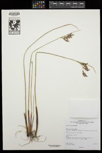 Juncus mexicanus image