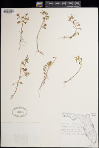 Ludwigia palustris image