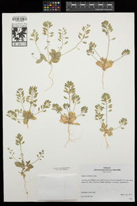 Draba cuneifolia image