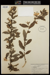 Ludwigia peruviana image