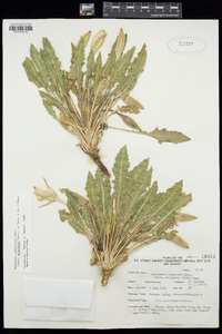 Oenothera cespitosa image