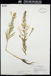 Image of Oenothera clelandii