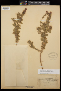 Epilobium canum subsp. latifolium image