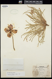 Image of Oenothera coryi