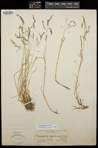 Image of Puccinellia borealis