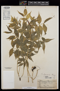 Lathyrus vernus image