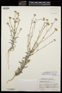 Chaenactis glabriuscula var. glabriuscula image