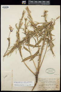 Oenothera elata image