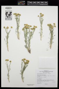 Erigeron aphanactis var. aphanactis image