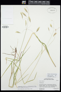 Bromus richardsonii image