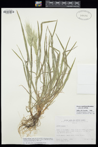 Bromus rubens image