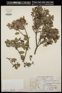 Arctostaphylos pungens image