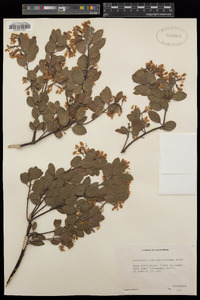 Arctostaphylos stanfordiana image