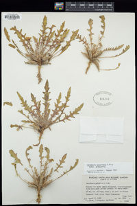 Oenothera primiveris image