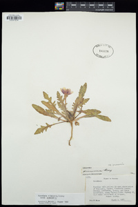 Oenothera primiveris image