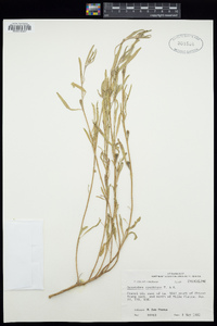 Oenothera spachiana image