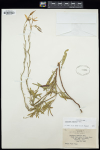 Oenothera speciosa image