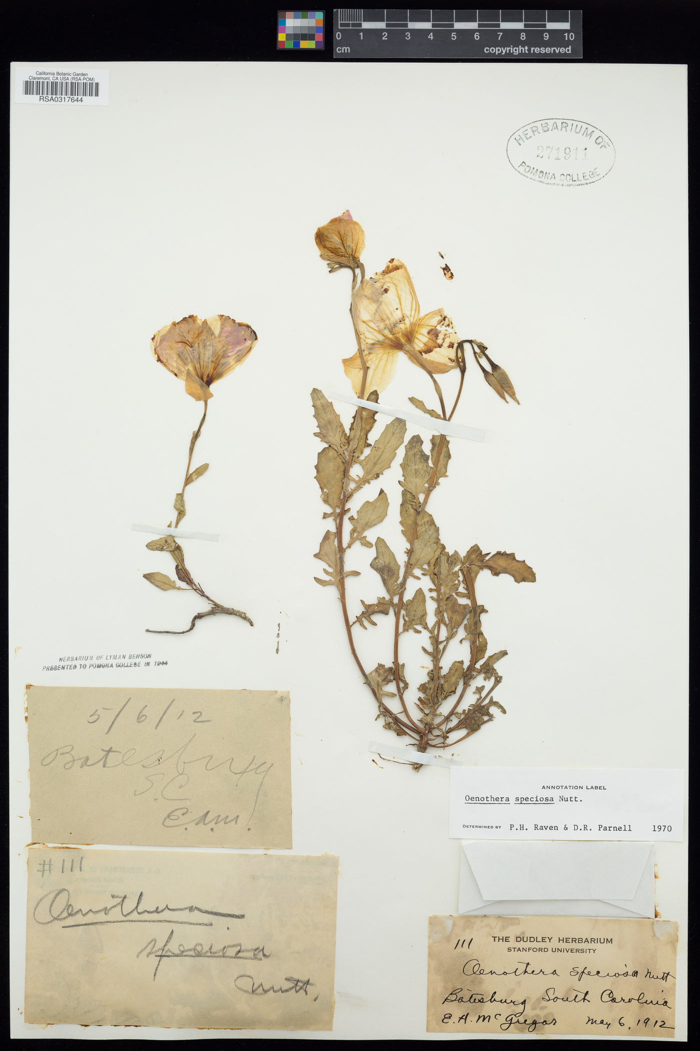 Oenothera speciosa image