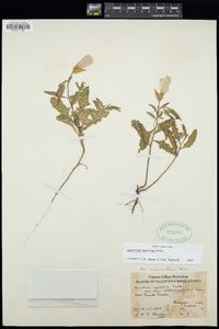 Oenothera speciosa image