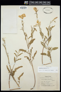 Oenothera speciosa image