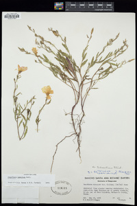 Oenothera speciosa image