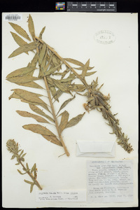 Oenothera villosa image