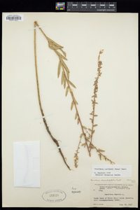 Image of Oenothera curtissii