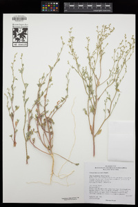 Chenopodium nevadense image