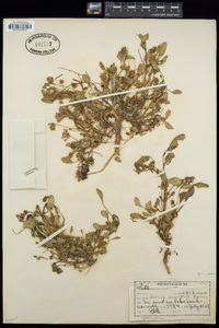 Abronia ammophila image