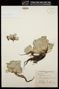 Pistia stratiotes image