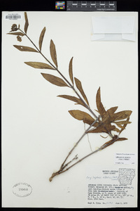 Mirabilis albida image