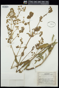 Mirabilis albida image