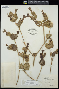 Mirabilis multiflora image