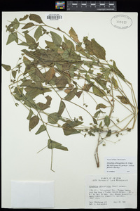 Mirabilis albida image